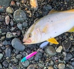 ショゴの釣果