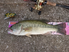 ブラックバスの釣果