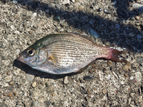 ウミタナゴの釣果