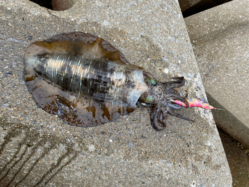 アオリイカの釣果