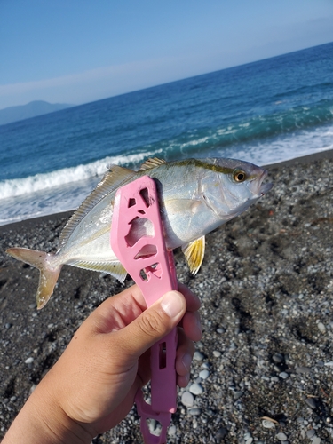 ショゴの釣果