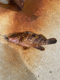 キジハタの釣果