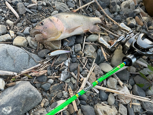 ハスの釣果