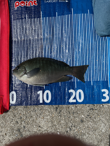 メジナの釣果