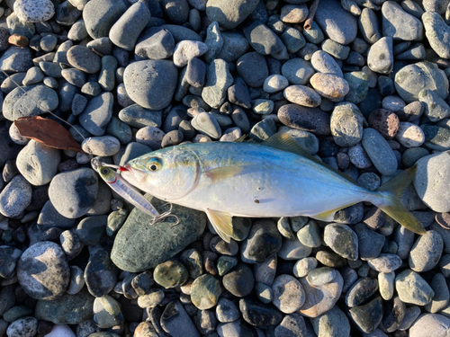 ワカシの釣果