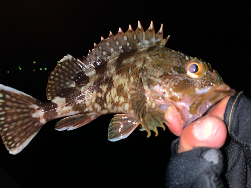 ガシラの釣果