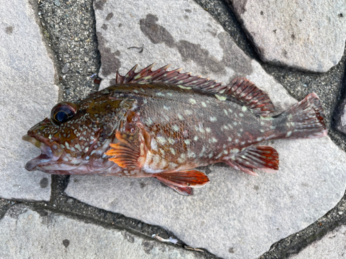 カサゴの釣果