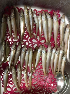 キスの釣果