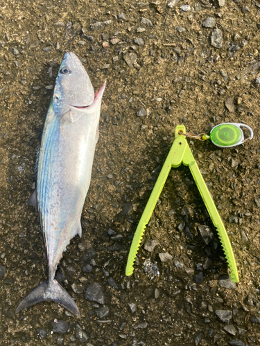 ハガツオの釣果