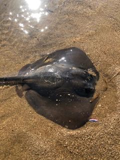 アカエイの釣果