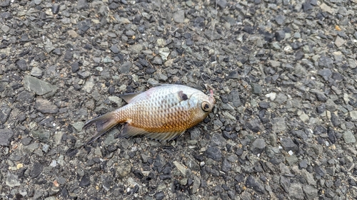 スズメダイの釣果