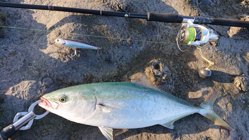 ハマチの釣果