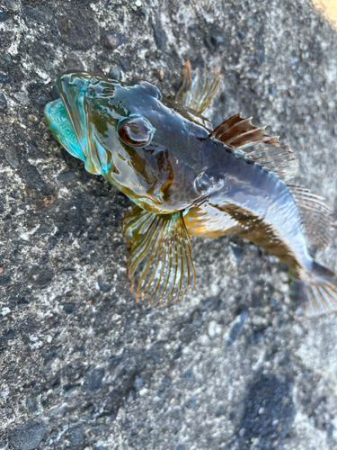 アナハゼの釣果