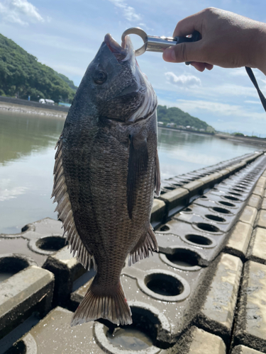 チヌの釣果