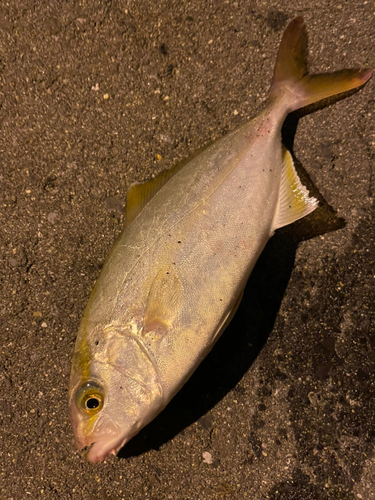 ショゴの釣果