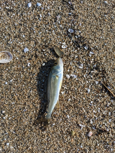 セイゴ（マルスズキ）の釣果