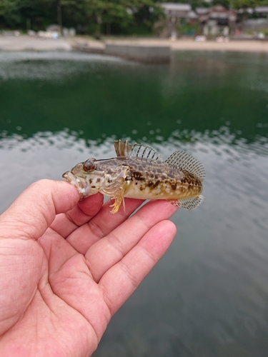 アナハゼの釣果