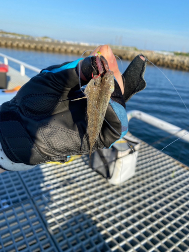 マハゼの釣果