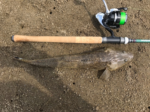 マゴチの釣果