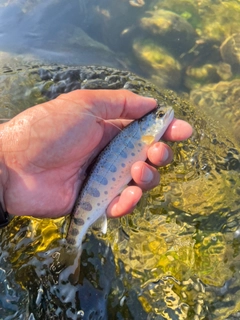 ヤマメの釣果