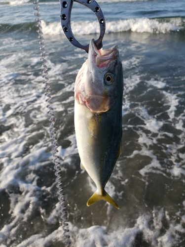 ワカシの釣果