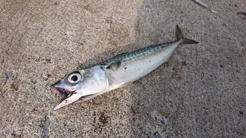 サバの釣果