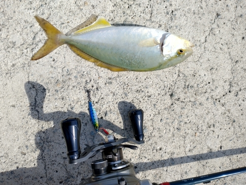 カンパチの釣果