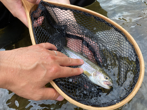 ニジマスの釣果