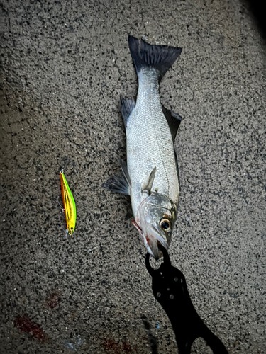 アカハタの釣果