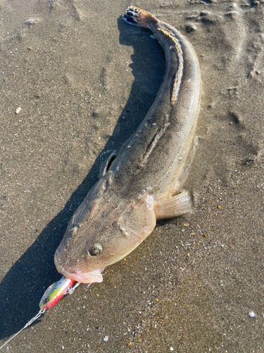 マゴチの釣果