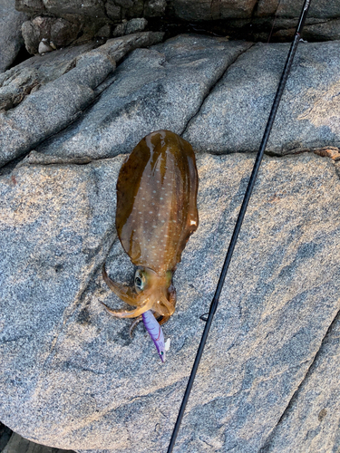 アオリイカの釣果