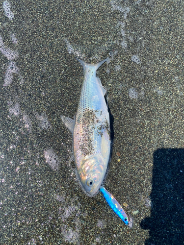 コノシロの釣果