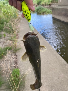 ナマズの釣果