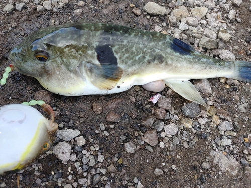 カレイの釣果