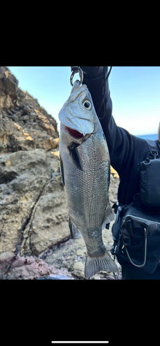 ヒラスズキの釣果