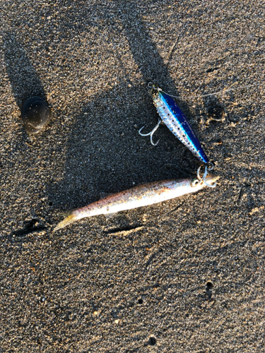 カマスの釣果