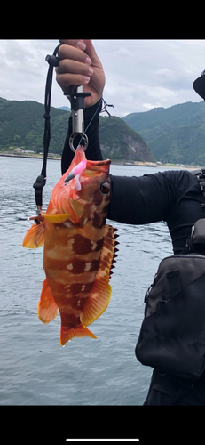 アカハタの釣果