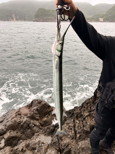 ダツの釣果