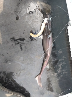 ヨロイザメの釣果