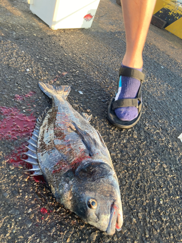 クロダイの釣果