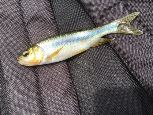 カワムツの釣果