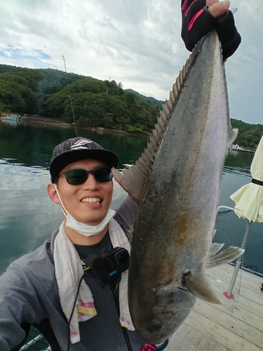 カンパチの釣果