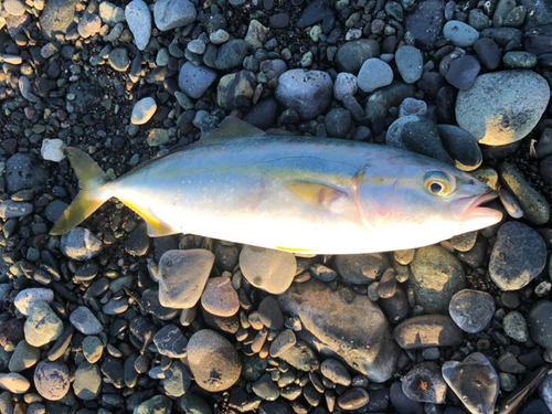 ワカシの釣果