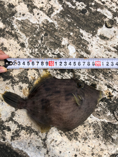 カワハギの釣果