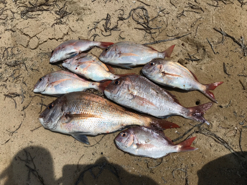 マダイの釣果