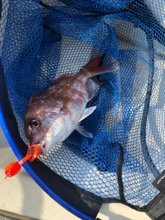 マダイの釣果