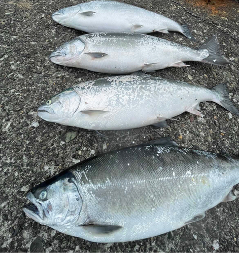 サクラマスの釣果