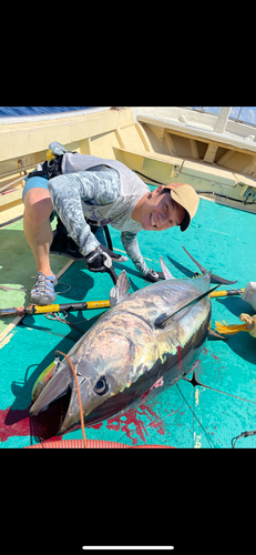 クロマグロの釣果