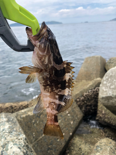 カサゴの釣果