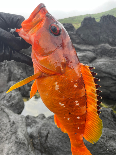 アカハタの釣果